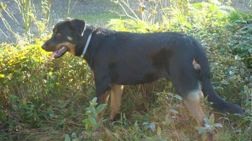 Beauceron